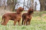 SETTER IRLANDAIS 239